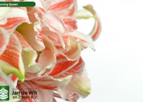 hippeastrum Dancing Queen ® (3)